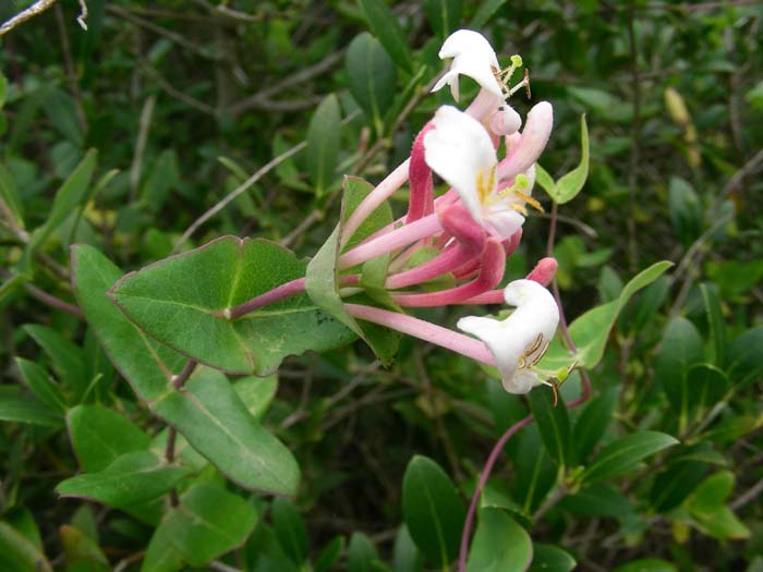 Lonicera implexa / Caprifoglio delle macchie