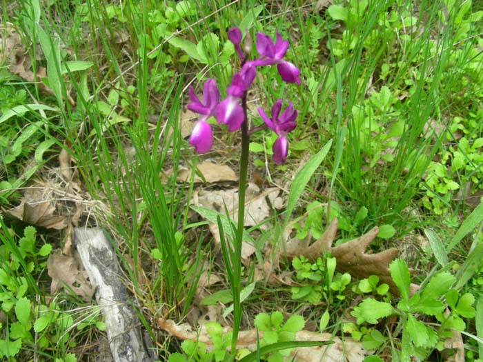 Orchis laxiflora