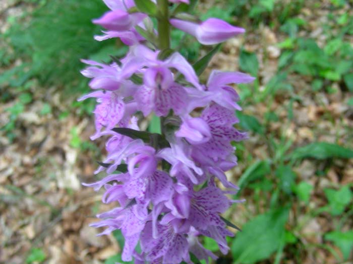 Dactylorhiza  maculata