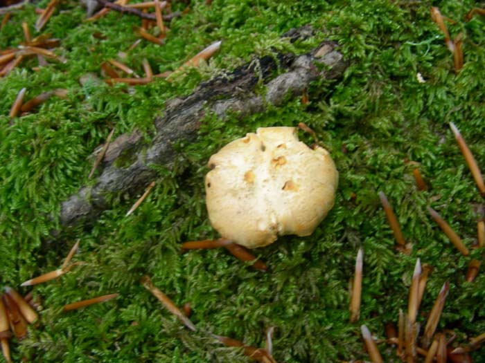 Cantharellus fotog. il 15.05.07