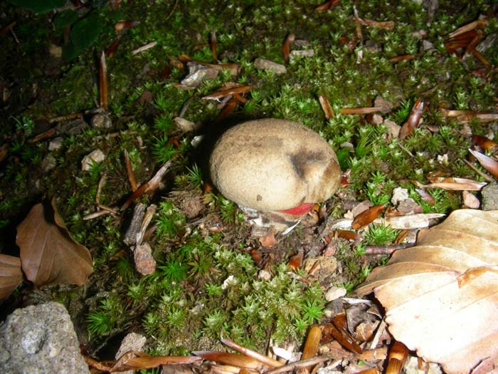 Boletus calopus fotografati il 15.05.07