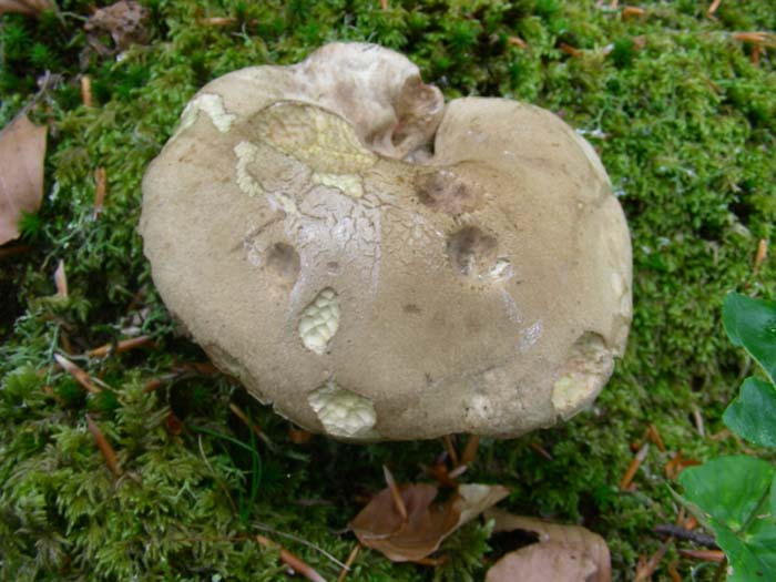 Boletus calopus fotografati il 15.05.07