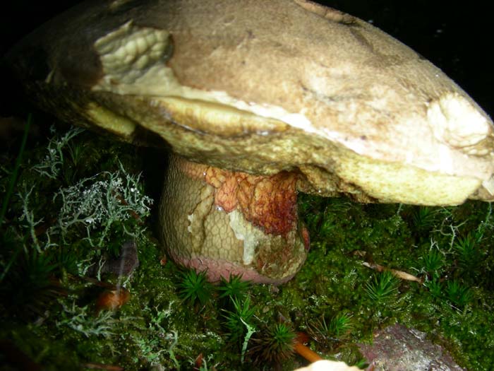 Boletus calopus fotografati il 15.05.07