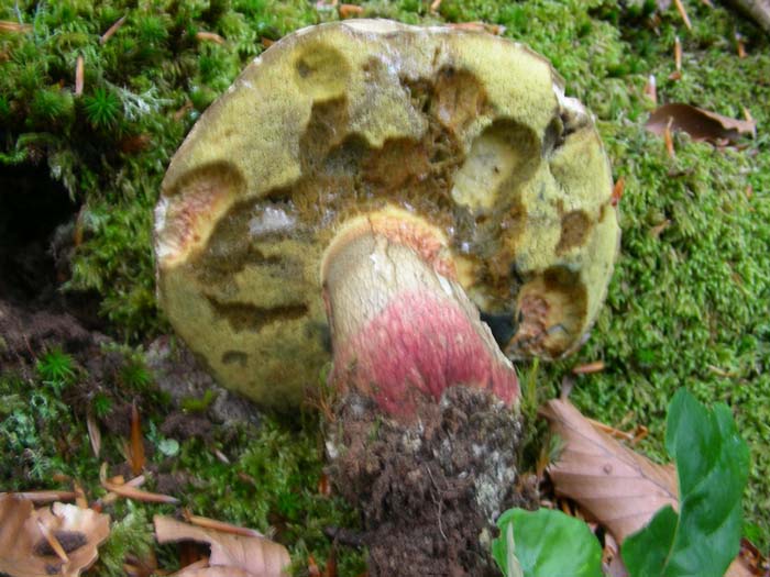 Boletus calopus fotografati il 15.05.07