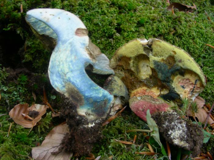 Boletus calopus fotografati il 15.05.07