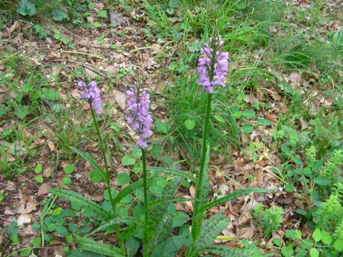 Dactylorhiza  maculata