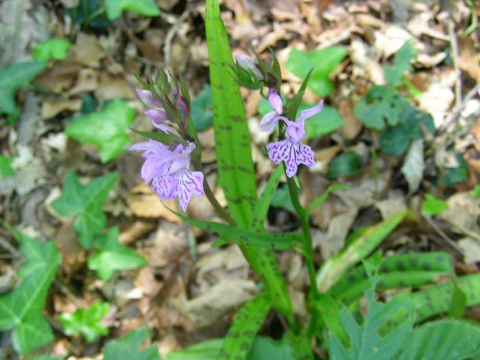 Dacrtylorhiza maculata