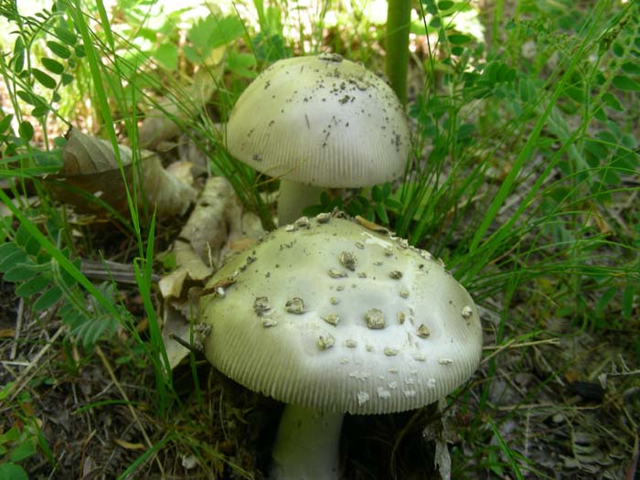 funghi  fotog. il 25.05.07 bosco misto di latifoglia