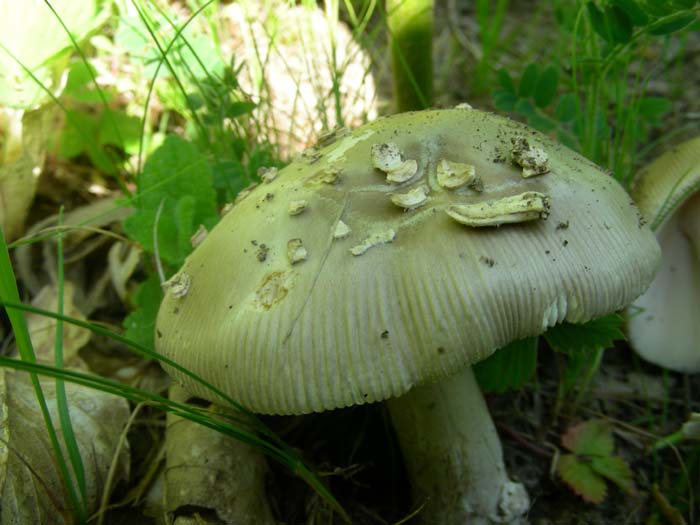 funghi  fotog. il 25.05.07 bosco misto di latifoglia