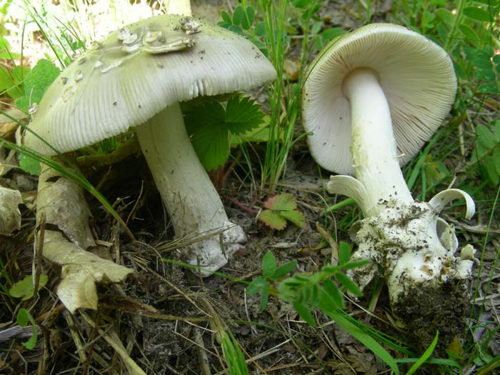 funghi  fotog. il 25.05.07 bosco misto di latifoglia