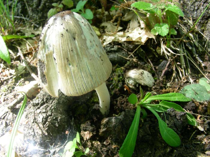 funghi  fotog. il 25.05.07 bosco misto di latifoglia