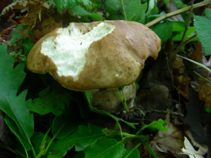 ritrovamenti del 01.06.07 Boletus aestivalis