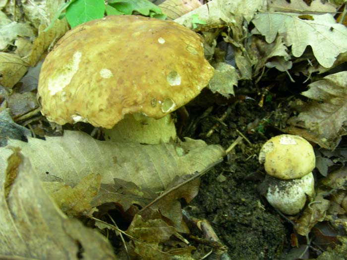 ritrovamenti del 01.06.07 Boletus aestivalis