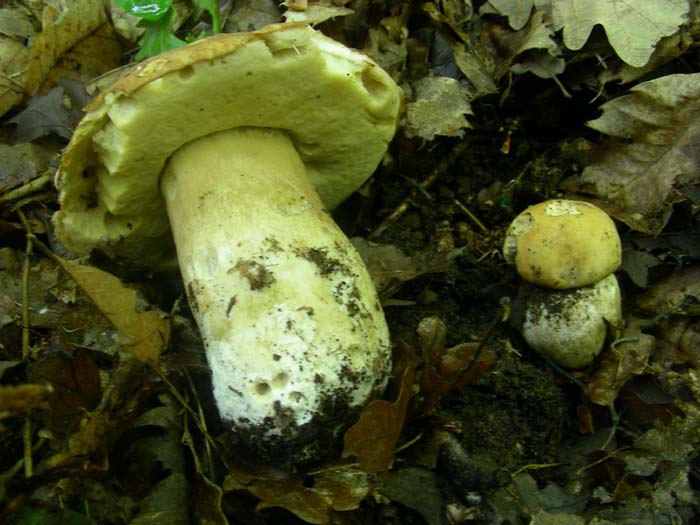 ritrovamenti del 01.06.07 Boletus aestivalis