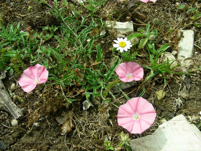 Convolvulus cantabrica