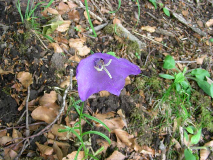 Campanula persicifolia / Campanula a foglie di pesco