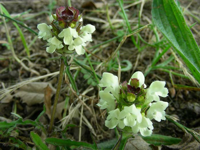 fiore fotog. il.12.06.07. Prunella laciniata