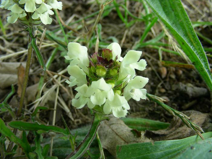 fiore fotog. il.12.06.07. Prunella laciniata