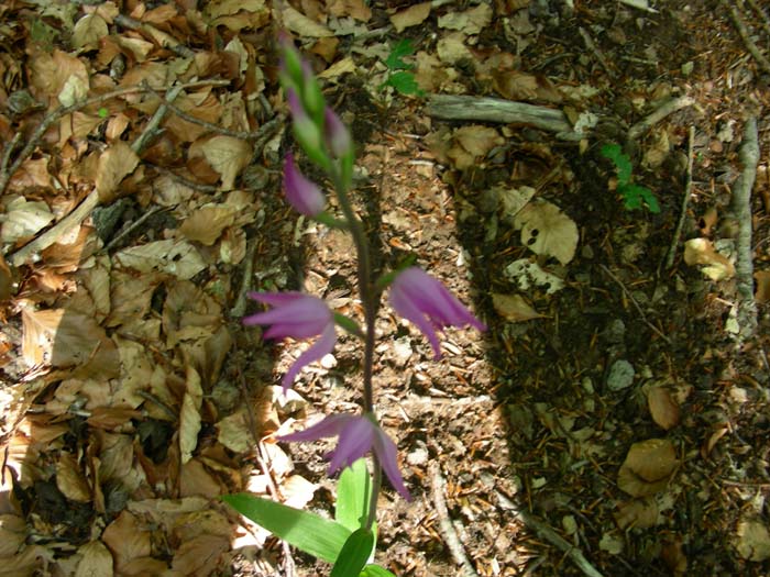 fotog.il 15.06.07. Cephalanthera rubra