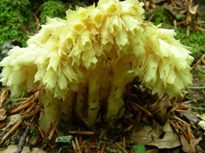 Monotropa hypopytis (scissa)