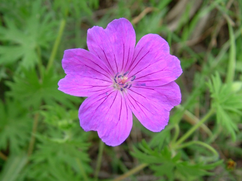 Geranium sanguineum