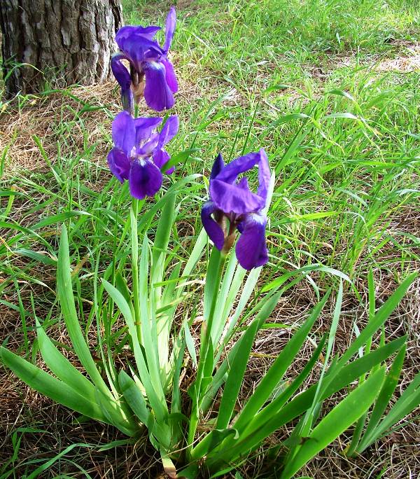 Iris germanica