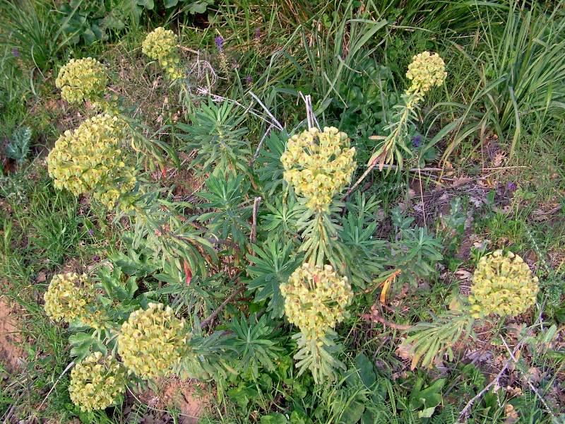 Euphorbia characias