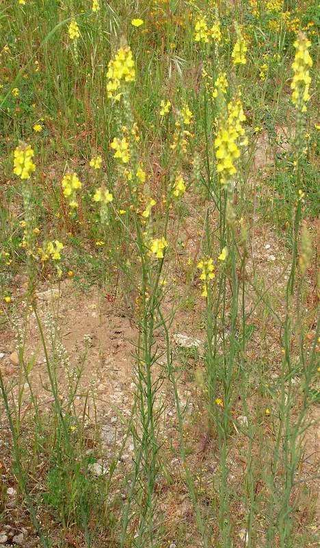 Linaria vulgaris