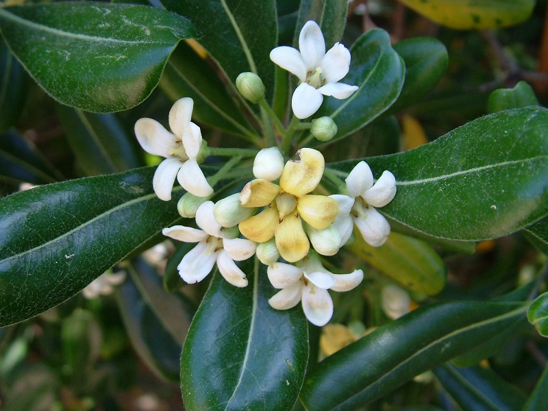 Pittosporum tobira / Pittosporo (pianta coltivata)