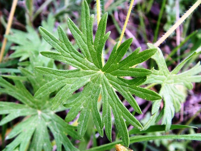 Geranium sanguineum