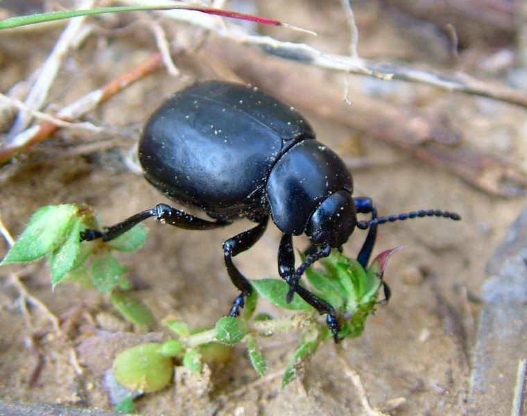 Coleottero Crisomelide: Timarcha pimelioides