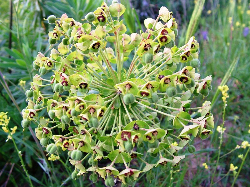 Euphorbia characias