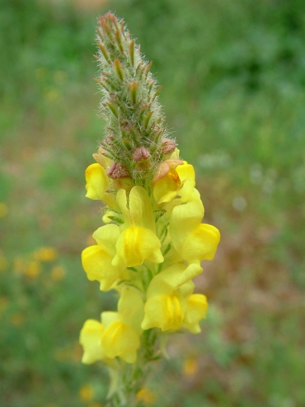 Linaria vulgaris