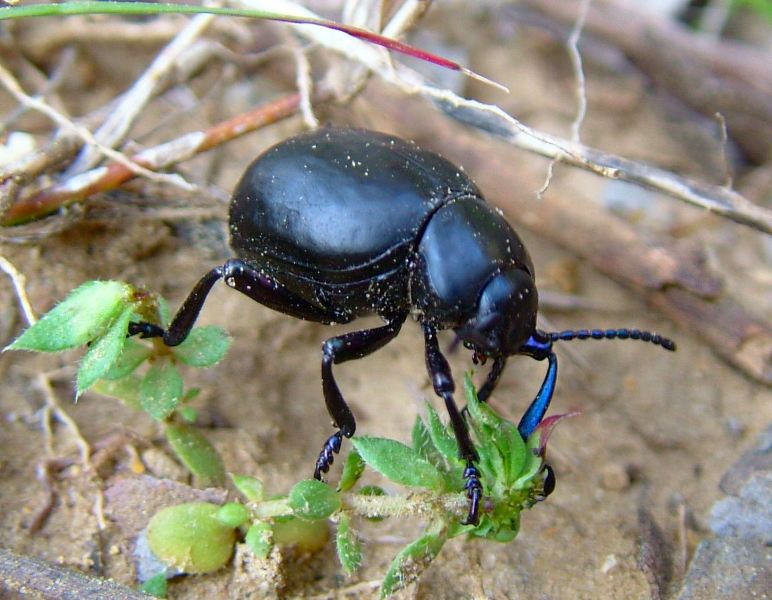 Coleottero Crisomelide: Timarcha pimelioides