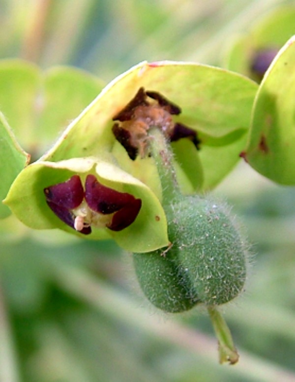 Euphorbia characias