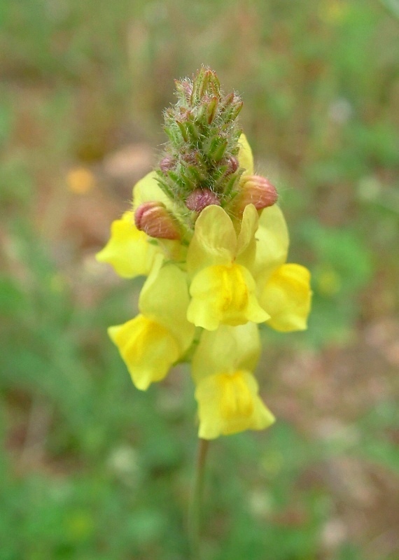 Linaria vulgaris