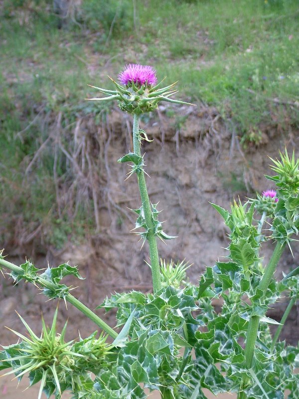 Silybum marianum / Cardo mariano