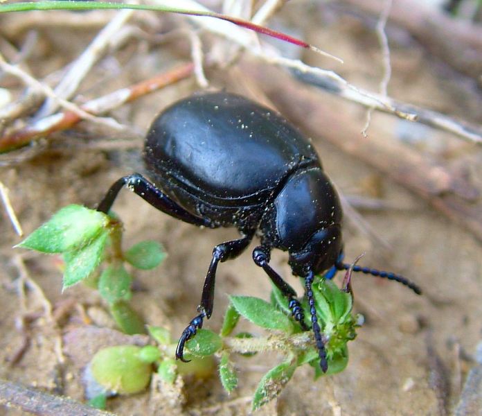 Coleottero Crisomelide: Timarcha pimelioides