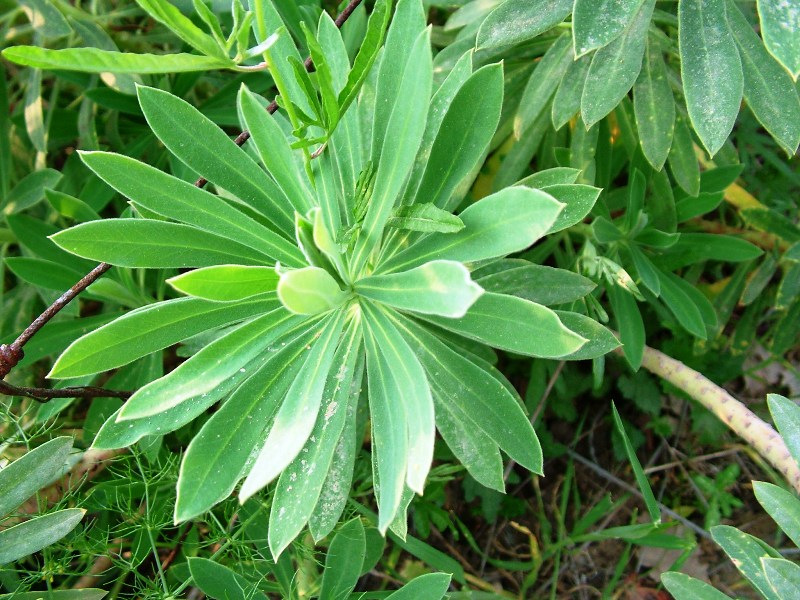 Euphorbia characias