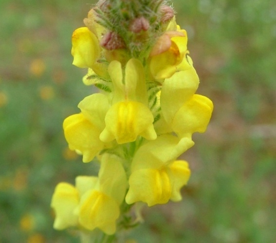 Linaria vulgaris