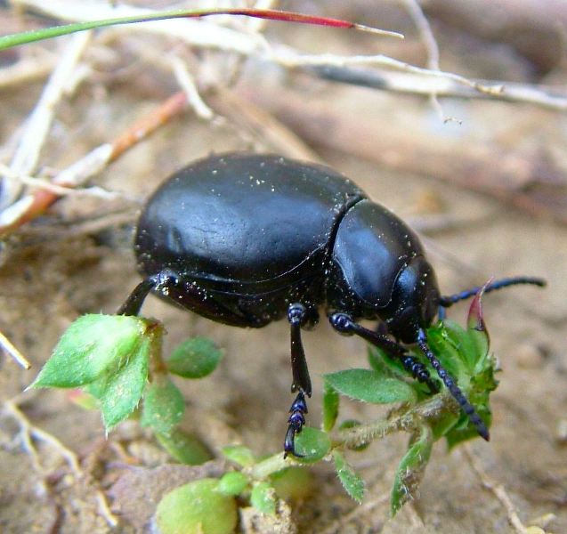 Coleottero Crisomelide: Timarcha pimelioides