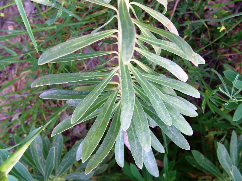 Euphorbia characias