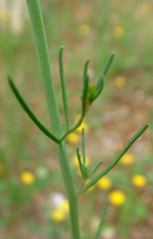 Linaria vulgaris