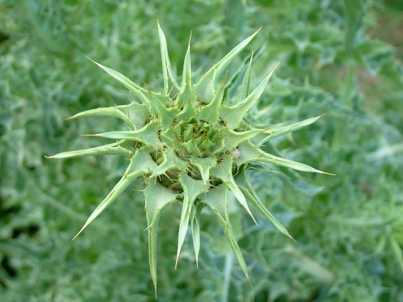 Silybum marianum / Cardo mariano