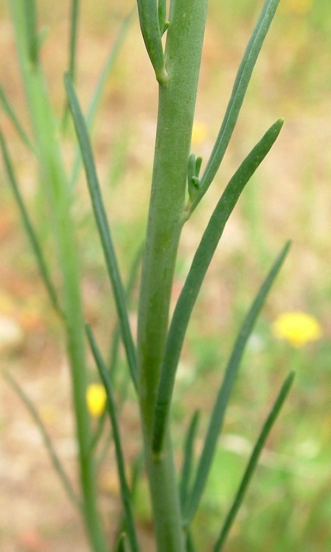 Linaria vulgaris