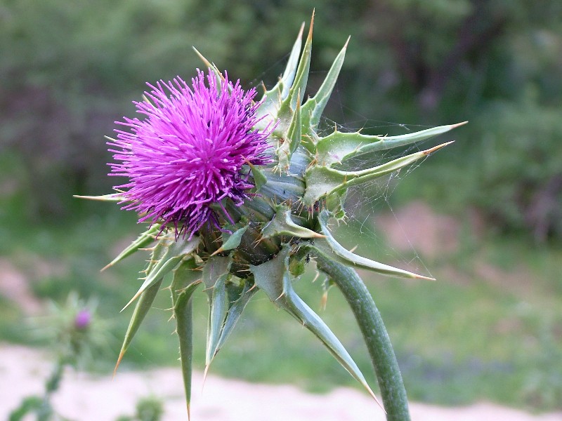 Silybum marianum / Cardo mariano