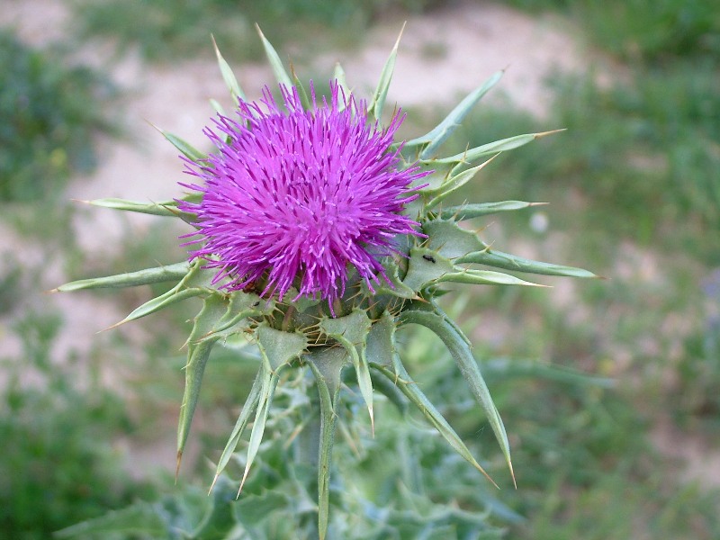 Silybum marianum / Cardo mariano