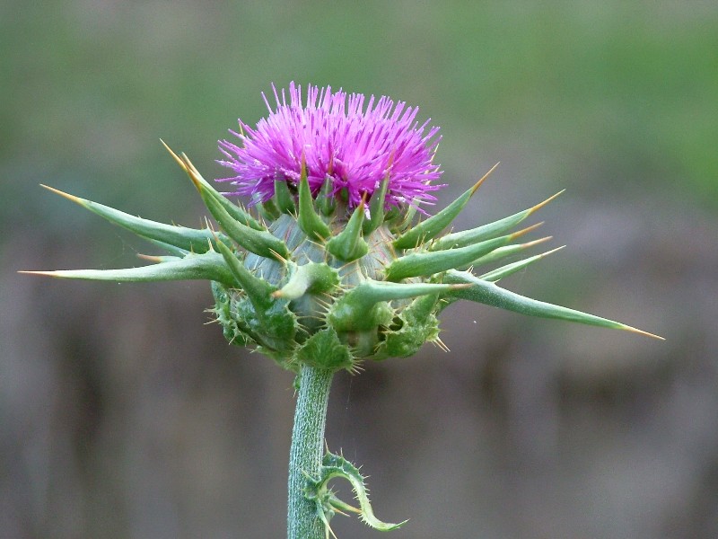 Silybum marianum / Cardo mariano