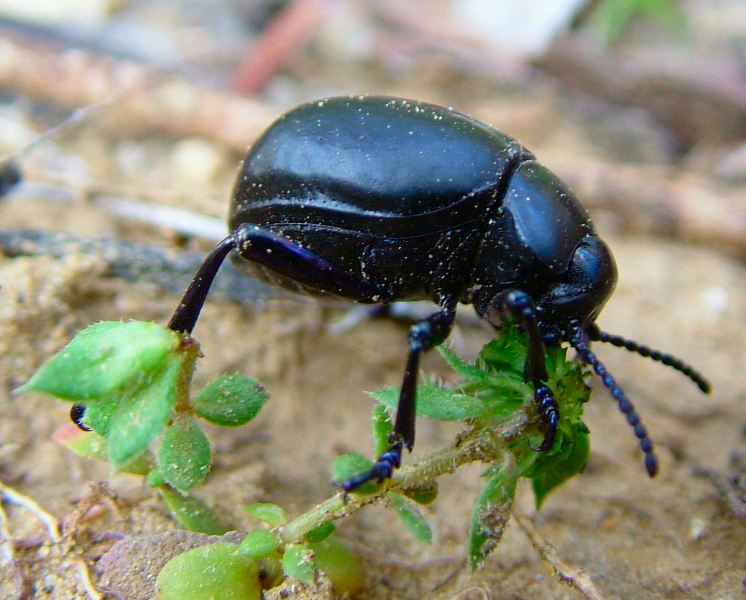 Coleottero Crisomelide: Timarcha pimelioides