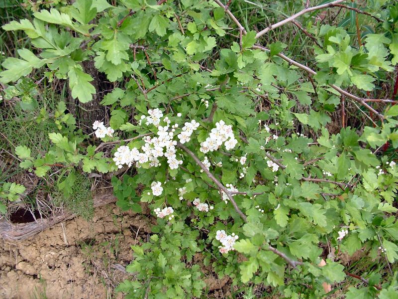 Crataegus monogyna / Biancospino comune